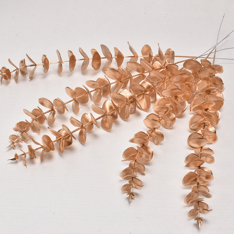 Dried eucalyptus branches on a light background