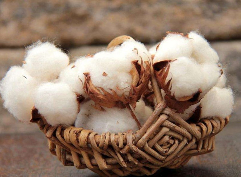 Basket of cotton bolls on a wooden surface