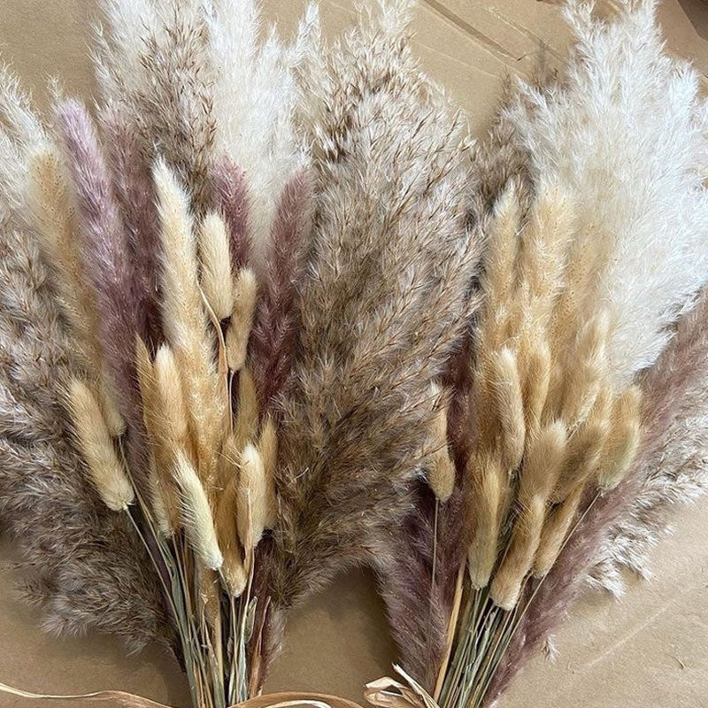 Bouquet of dried pampas grass on a beige background